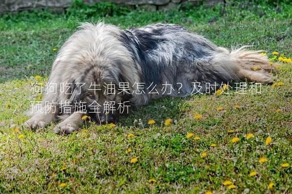 狗狗吃了牛油果怎么辦？及時處理和預(yù)防措施全解析