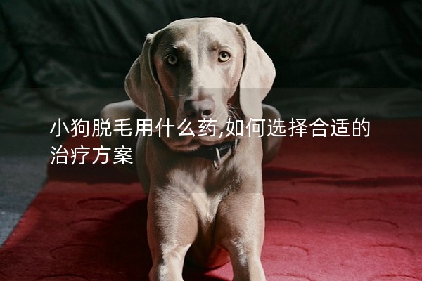 小狗脫毛用什么藥,如何選擇合適的治療方案 小狗脫毛用什么藥,如何選擇合適的治療方案