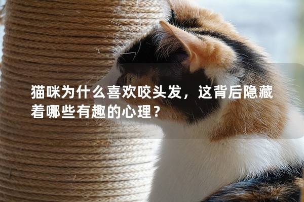 貓咪為什么喜歡咬頭發，這背后隱藏著哪些有趣的心理？
