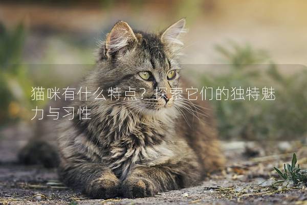 貓咪有什么特點？探索它們的獨特魅力與習性