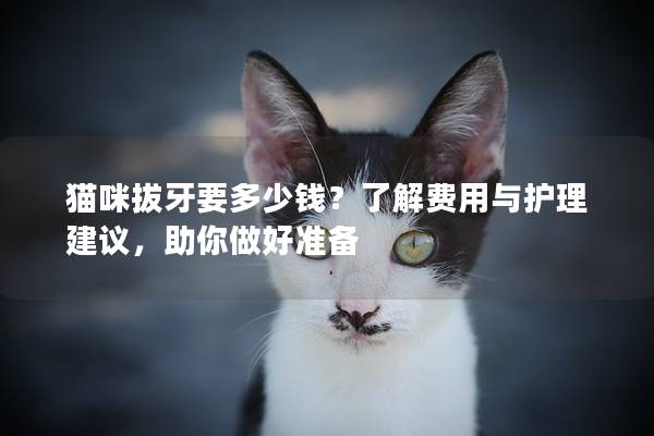 貓咪拔牙要多少錢？了解費用與護理建議，助你做好準備