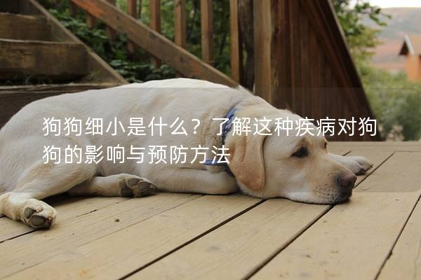 狗狗細小是什么？了解這種疾病對狗狗的影響與預防方法