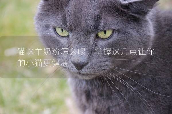貓咪羊奶粉怎么喂，掌握這幾點(diǎn)讓你的小貓更健康