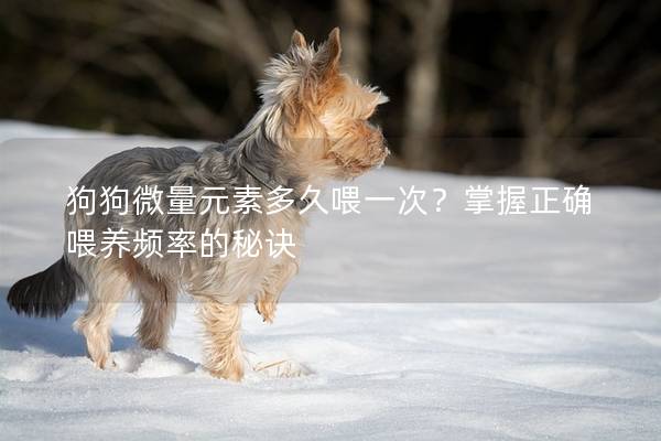 狗狗微量元素多久喂一次？掌握正確喂養(yǎng)頻率的秘訣