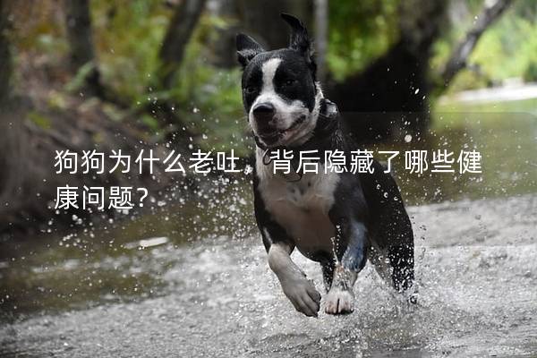 狗狗為什么老吐，背后隱藏了哪些健康問題？
