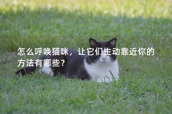 怎么呼喚貓咪，讓它們主動(dòng)靠近你的方法有哪些？