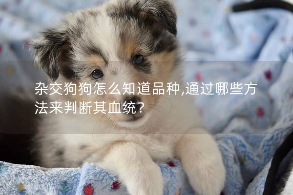 雜交狗狗怎么知道品種,通過哪些方法來判斷其血統(tǒng)？