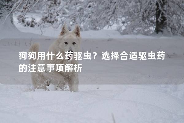 狗狗用什么藥驅(qū)蟲？選擇合適驅(qū)蟲藥的注意事項(xiàng)解析