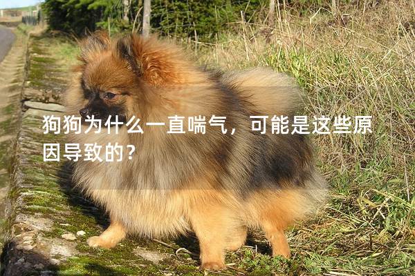 狗狗為什么一直喘氣，可能是這些原因導致的？