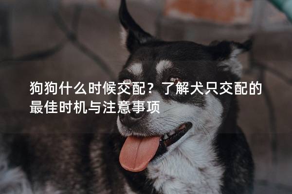 狗狗什么時候交配？了解犬只交配的最佳時機與注意事項