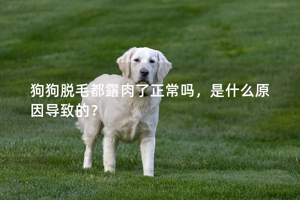 狗狗脫毛都露肉了正常嗎，是什么原因導致的？