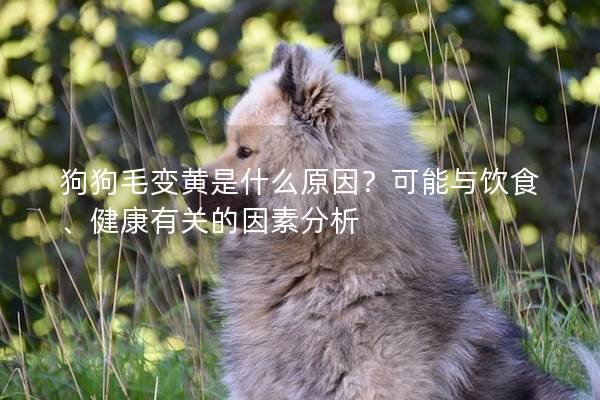 狗狗毛變黃是什么原因？可能與飲食、健康有關的因素分析