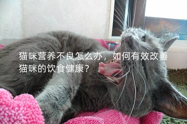 貓咪營養不良怎么辦，如何有效改善貓咪的飲食健康？