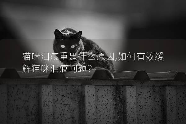 貓咪淚痕重是什么原因,如何有效緩解貓咪淚痕問題？