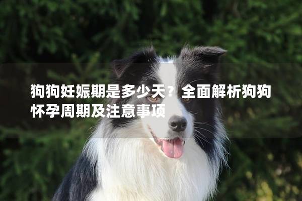 狗狗妊娠期是多少天？全面解析狗狗懷孕周期及注意事項