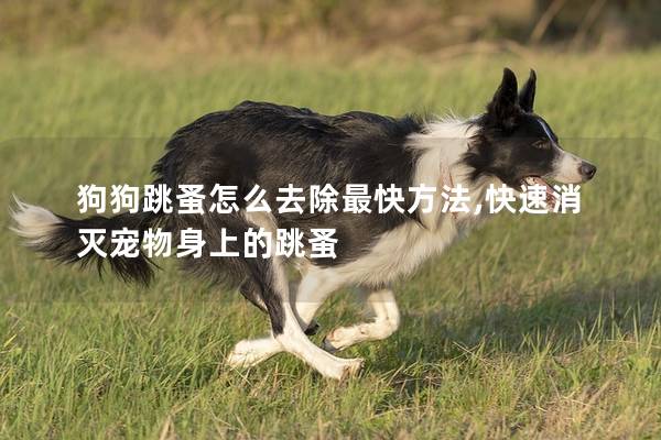 狗狗跳蚤怎么去除最快方法,快速消滅寵物身上的跳蚤