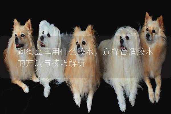 狗狗立耳用什么膠水，選擇合適膠水的方法與技巧解析