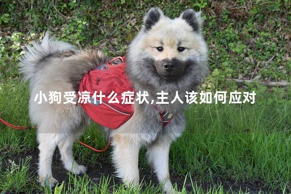 小狗受涼什么癥狀,主人該如何應對