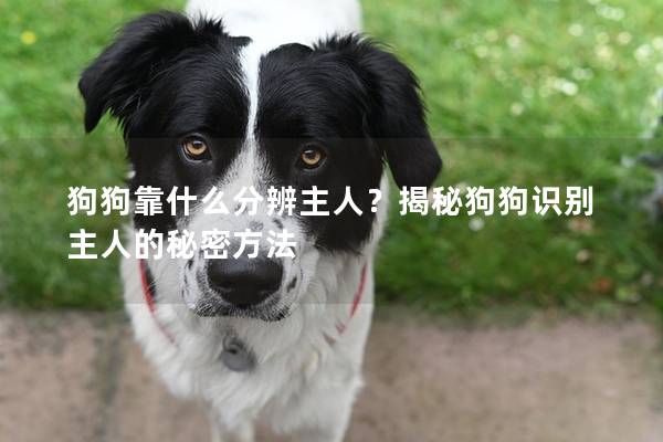 狗狗靠什么分辨主人？揭秘狗狗識別主人的秘密方法