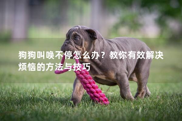 狗狗叫喚不停怎么辦？教你有效解決煩惱的方法與技巧