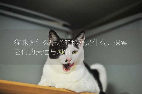 貓咪為什么怕水的秘密是什么，探索它們的天性與習(xí)慣