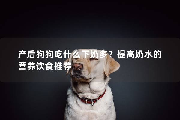 產后狗狗吃什么下奶多？提高奶水的營養飲食推薦