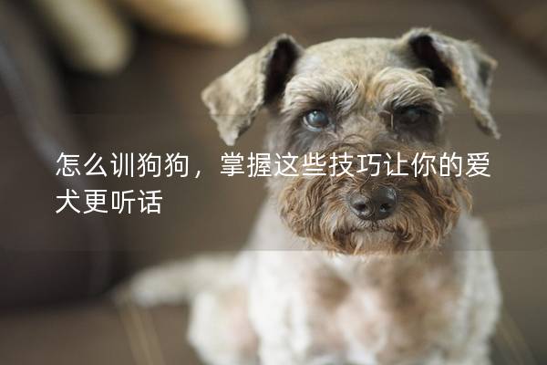 怎么訓狗狗,掌握這些技巧讓你的愛犬更聽話 怎么訓狗狗,掌握這些技巧讓你的愛犬更聽話