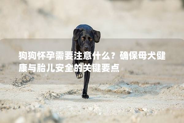 狗狗懷孕需要注意什么?確保母犬健康與胎兒安全的關(guān)鍵要點 狗狗懷孕需要注意什么?確保母犬健康與胎兒安全的關(guān)鍵要點