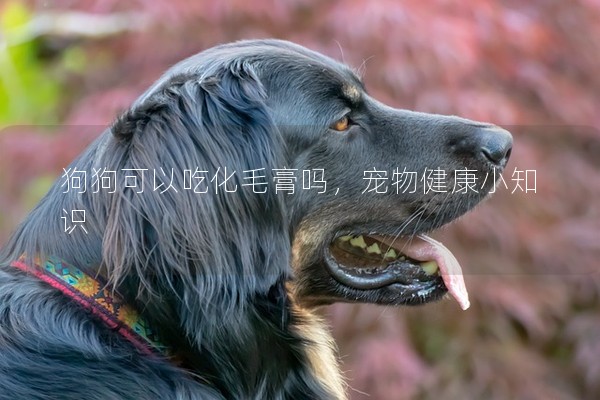 狗狗可以吃化毛膏嗎，寵物健康小知識