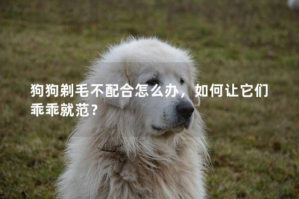 狗狗剃毛不配合怎么辦，如何讓它們乖乖就范？