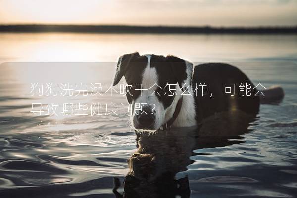 狗狗洗完澡不吹干會怎么樣，可能會導致哪些健康問題？