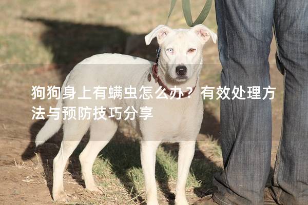 狗狗身上有螨蟲怎么辦？有效處理方法與預防技巧分享