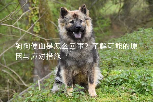 狗狗便血是怎么回事？了解可能的原因與應對措施