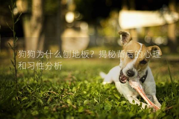 狗狗為什么刨地板？揭秘背后的心理和習(xí)性分析