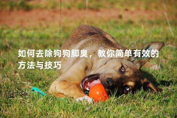 如何去除狗狗腳臭，教你簡單有效的方法與技巧