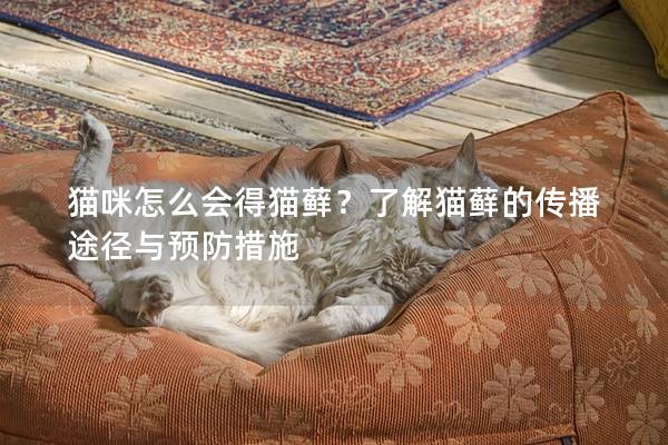 貓咪怎么會得貓蘚？了解貓蘚的傳播途徑與預防措施