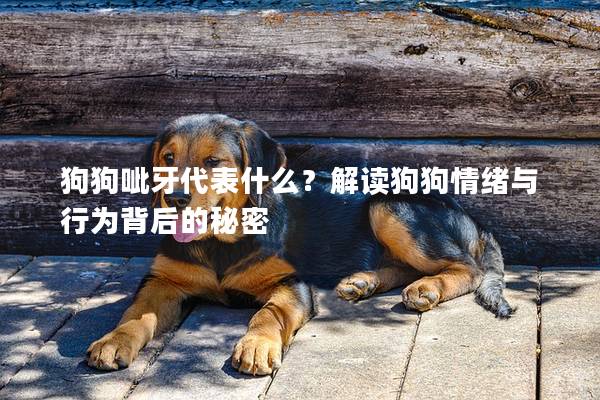 狗狗呲牙代表什么？解讀狗狗情緒與行為背后的秘密