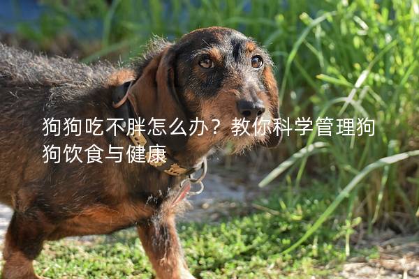 狗狗吃不胖怎么辦？教你科學管理狗狗飲食與健康
