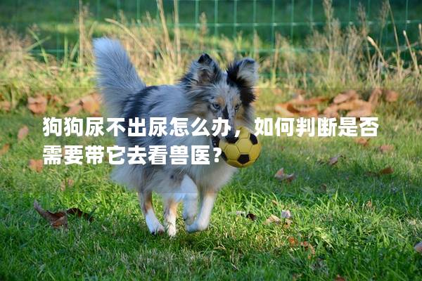 狗狗尿不出尿怎么辦，如何判斷是否需要帶它去看獸醫？