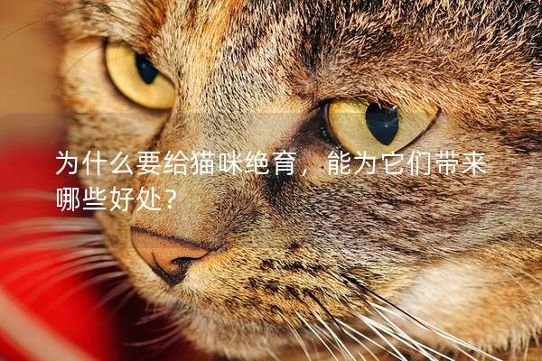 為什么要給貓咪絕育，能為它們帶來哪些好處？
