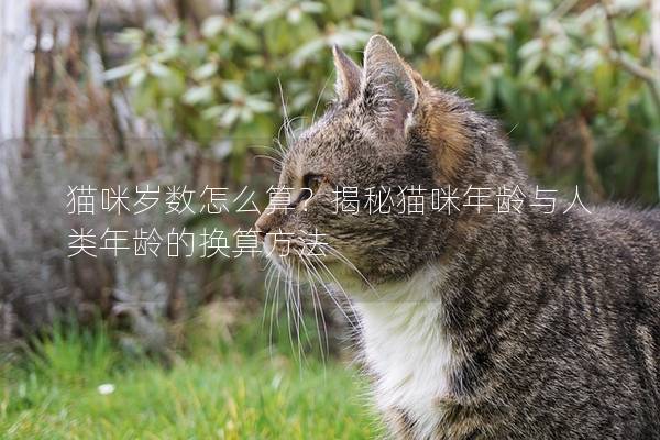 貓咪歲數怎么算？揭秘貓咪年齡與人類年齡的換算方法