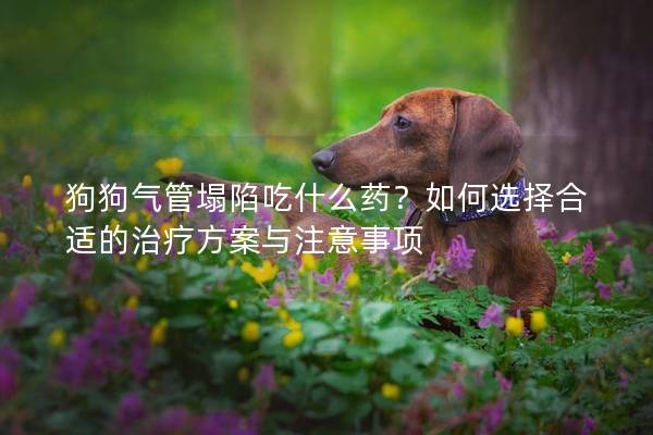 狗狗氣管塌陷吃什么藥？如何選擇合適的治療方案與注意事項