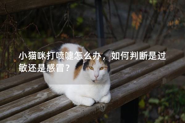 小貓咪打噴嚏怎么辦，如何判斷是過敏還是感冒？