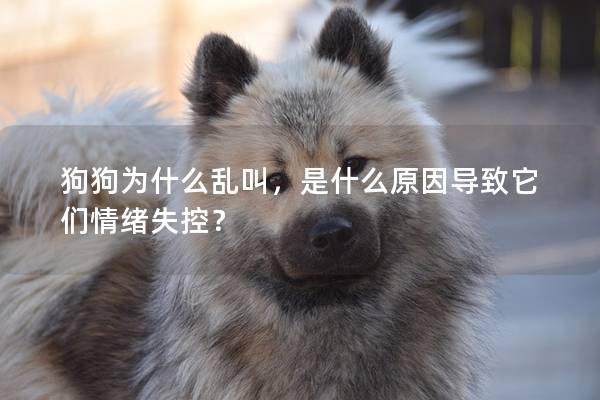 狗狗為什么亂叫，是什么原因導致它們情緒失控？