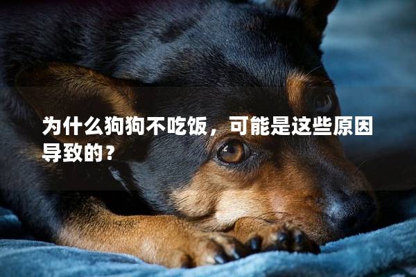 為什么狗狗不吃飯，可能是這些原因導致的？