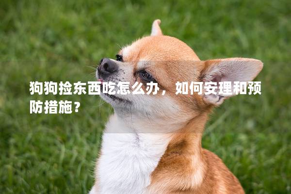 狗狗撿東西吃怎么辦，如何安理和預防措施？