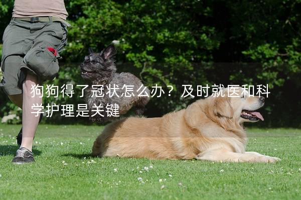 狗狗得了冠狀怎么辦？及時(shí)就醫(yī)和科學(xué)護(hù)理是關(guān)鍵