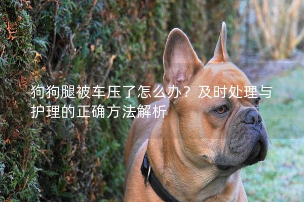 狗狗腿被車壓了怎么辦？及時(shí)處理與護(hù)理的正確方法解析