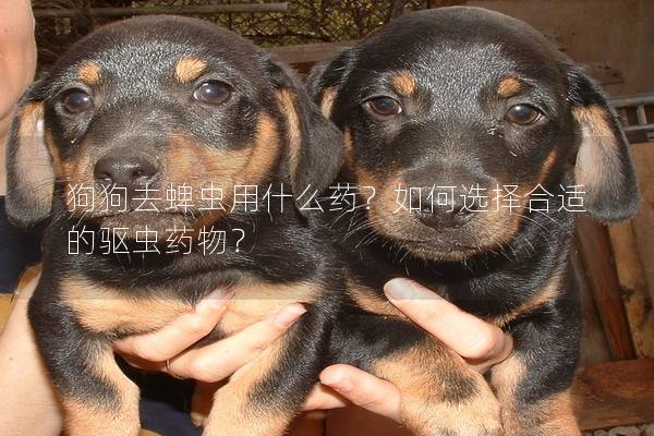 狗狗去蜱蟲用什么藥？如何選擇合適的驅蟲藥物？