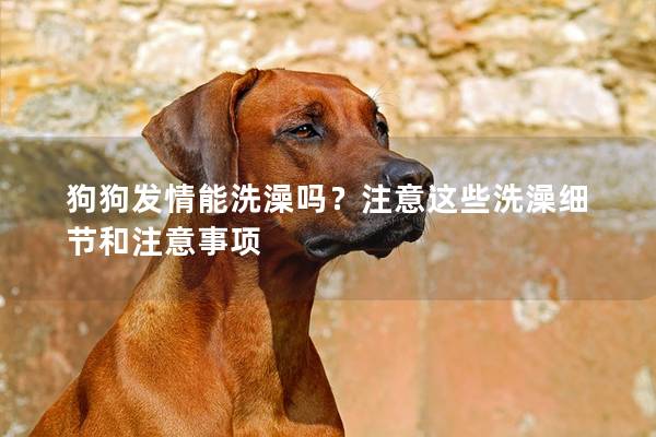 狗狗發(fā)情能洗澡嗎？注意這些洗澡細(xì)節(jié)和注意事項(xiàng)